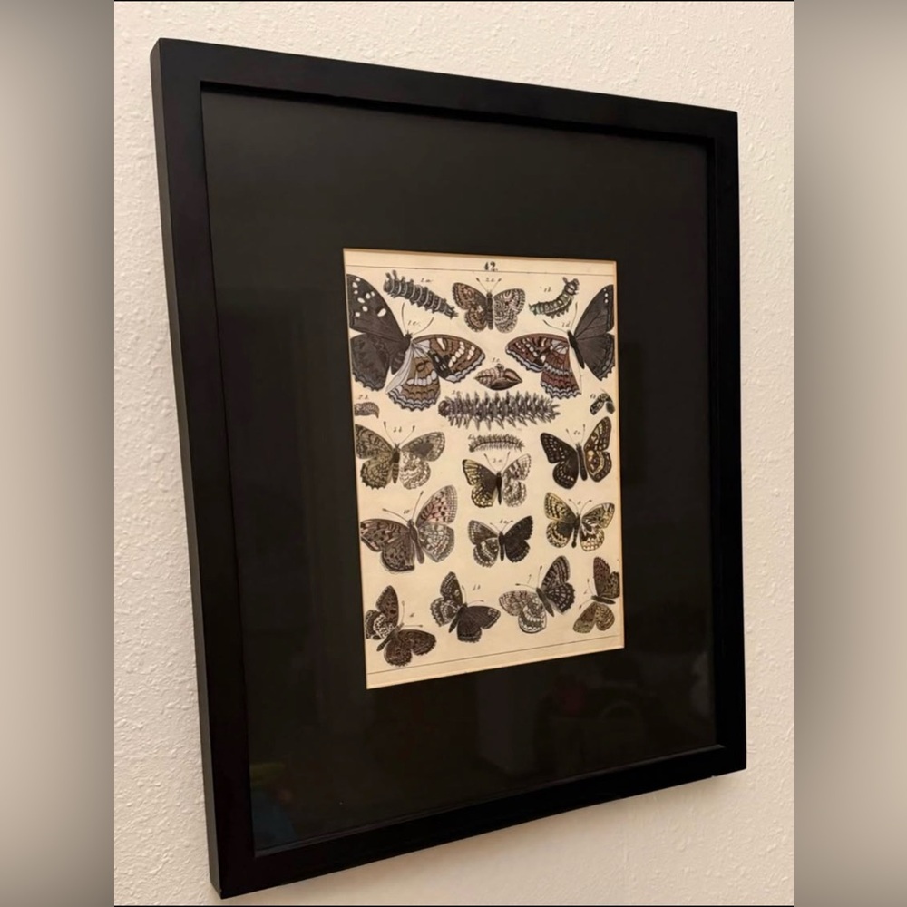 Pottery Barn Butterfly Picture